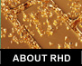 About RHD