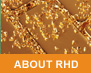 About RHD